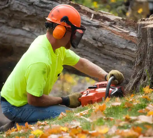 tree services Point Pleasant Beach